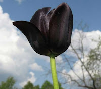 https://www.dicionariodesimbolos.com.br/tulipa-negra/