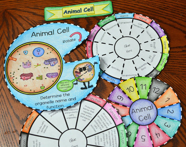 Animal cell foldable