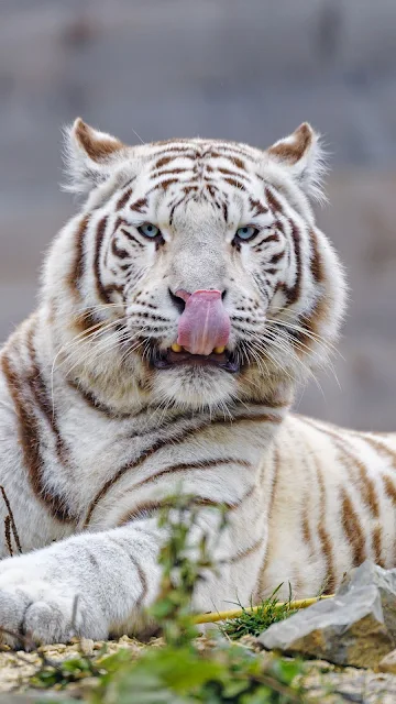 Papel de Parede hd Tigre Siberiano Branco