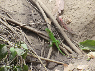 parque nacional tayrona