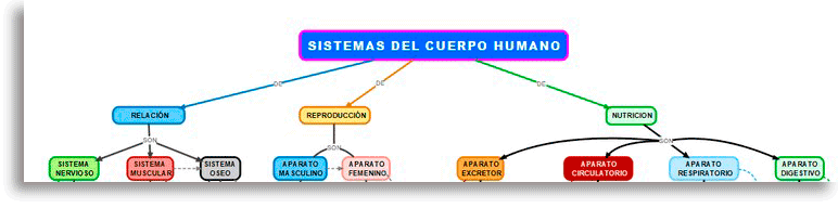 segunda parte de como hacer un mapa conceptual sobre el cuerpo humano