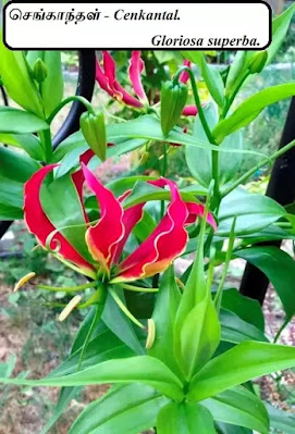 Gloriosa superba_Cenkantal