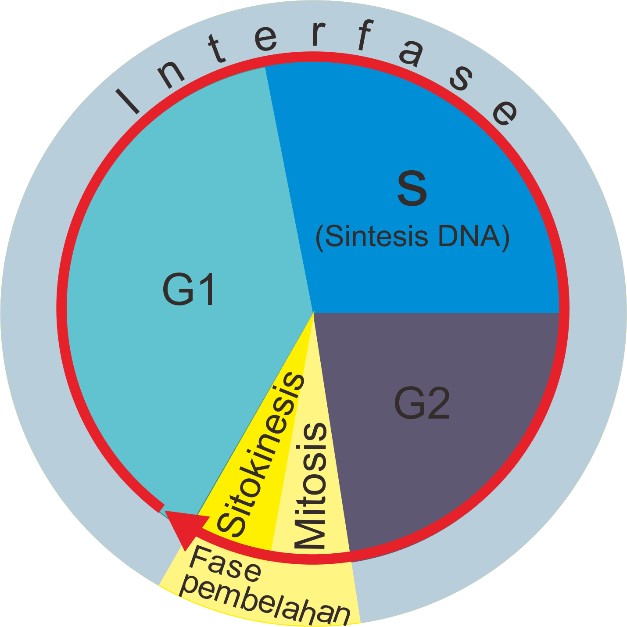 Pembelahan sel