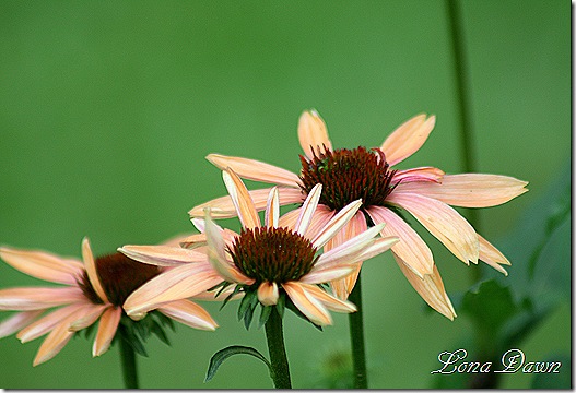 Echinacea_SummerSky