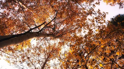 Papel de Parede Hd Outono, Copas das Árvores, Céu