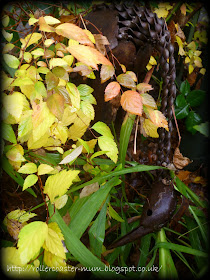 autumn garden