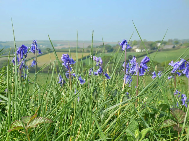 Bluebells on Cornish wall