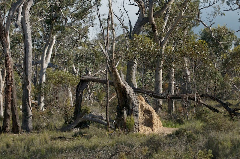 Wandoo (Eucalyptus wandoo) Wandoo (Eucalyptus wandoo)