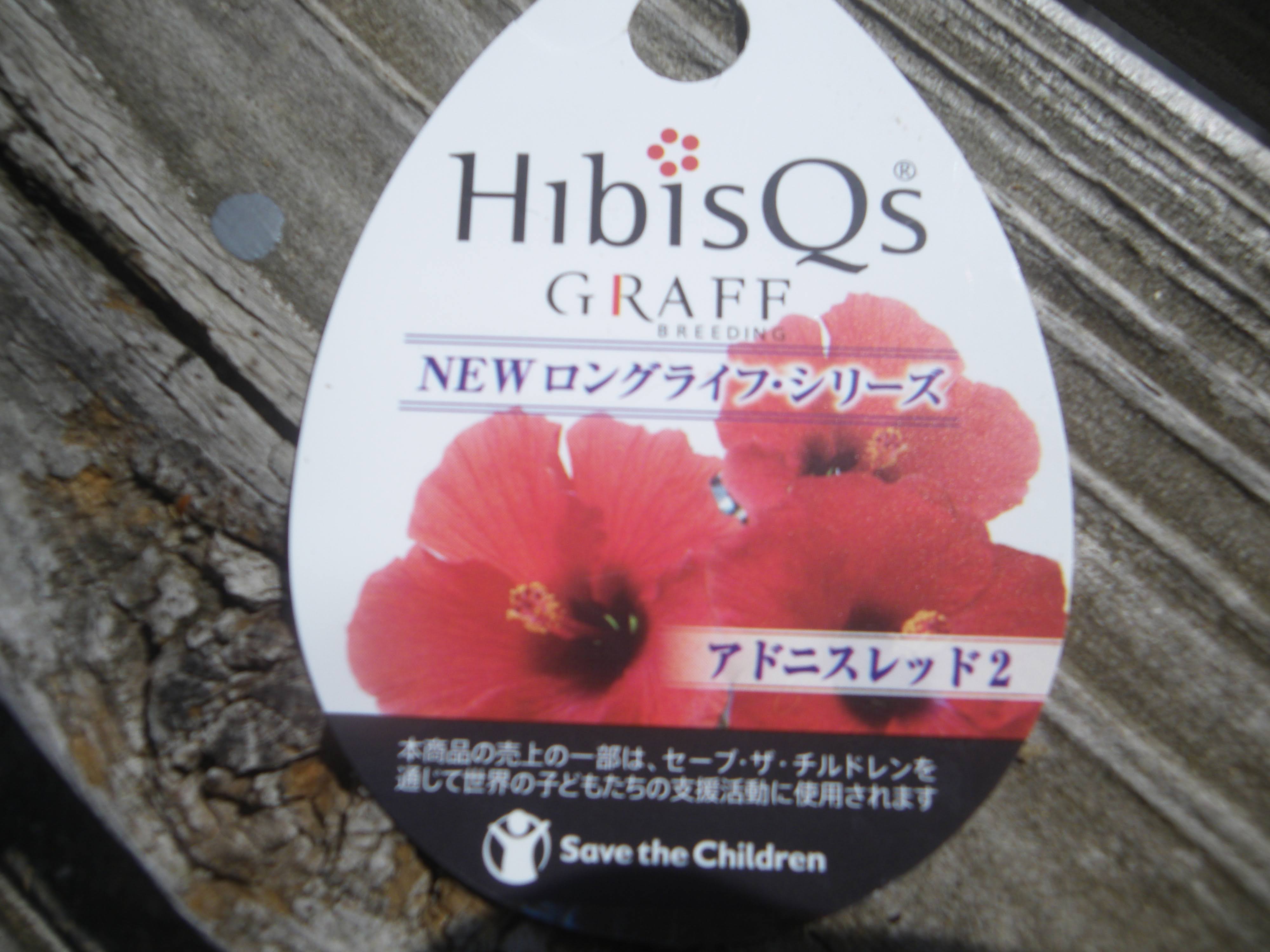 ハイビスカスの育て方 小さな鉢植えで美しい花を楽しむ 苗木の植え付け 栽培の記録 メダカの大工
