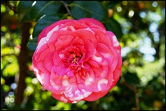 jardim serralves - flor camélia rajada vermelha