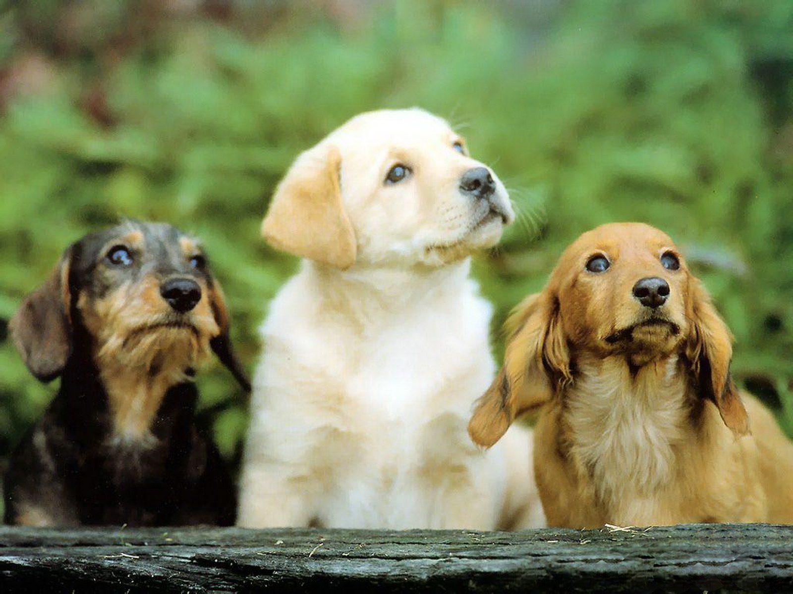 WallpaperfreekS HD Cute  Dogs  Wallpapers  1600X1200