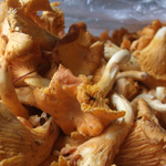 Poêlée de girolles