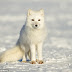 BASIC FACTS ABOUT ARCTIC FOXES