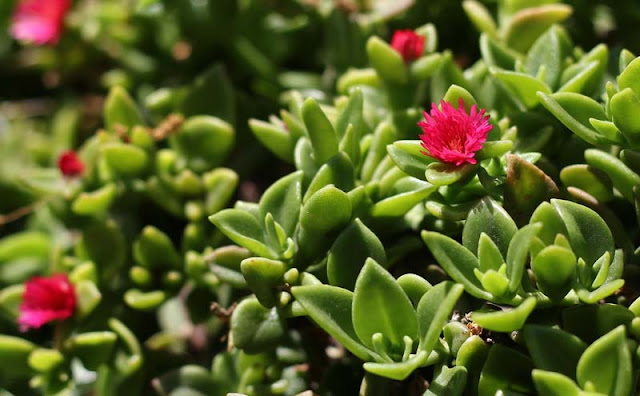 Aptenia Cordifolia Flowers Pictures