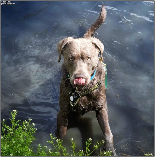 silver labrador