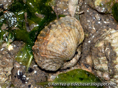 Granular Ark (Anadara granosa)