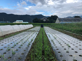 【20220814】ニンジンの通路除草