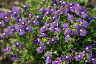 Nemesia strumosa 'Confection Blue'