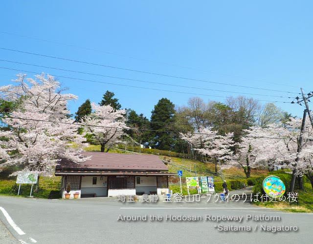 長瀞･宝登山ロープウェイ乗り場付近の桜