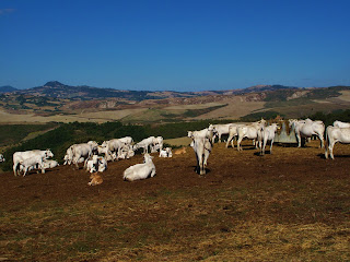 White Chianina cows grazing in the hills of Southern Tuscany, Italy