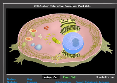 http://www.cellsalive.com/cells/cell_model.htm