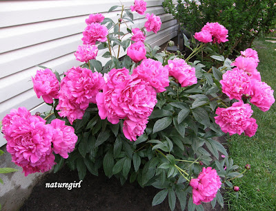 Peony Bush