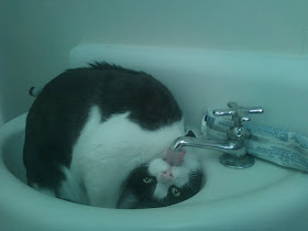 Funny cat pictures part 14, cat drinks from faucet