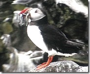 nb puffin