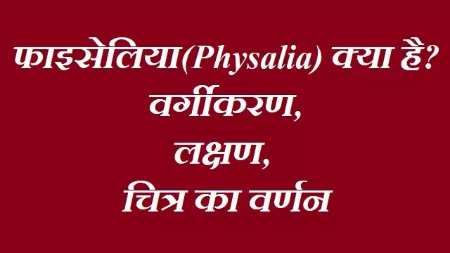 फाइसेलिया (Physalia) क्या है?: वर्गीकरण, लक्षण, चित्र का वर्णन|hindi
