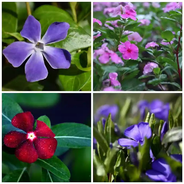 Growing Periwinkle flower in pots