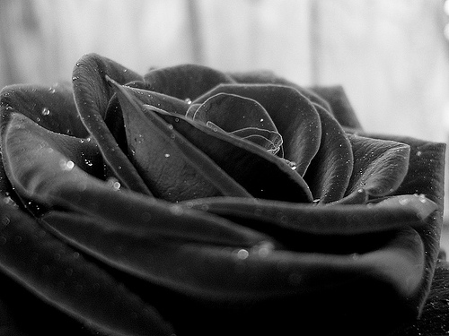 Black Rose Wallpaper black rose wallpaper Diposkan oleh admin di 0954