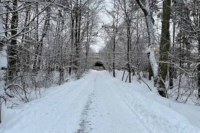 МКАД, 77-й километр, Химкинский лесопарк