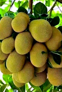 Jackfruit | Jackfruit Health Benefits and Nutrition