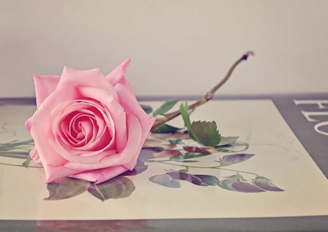 pink rose