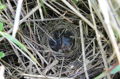 Reidmosk - Rietgors - Emberiza schoeniclus