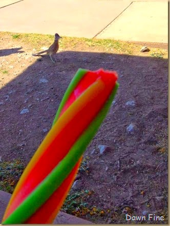 popcicle and roadrunner