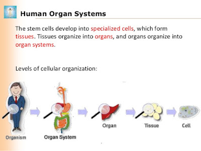 http://www.slideshare.net/mrtangextrahelp/08-human-organ-systems