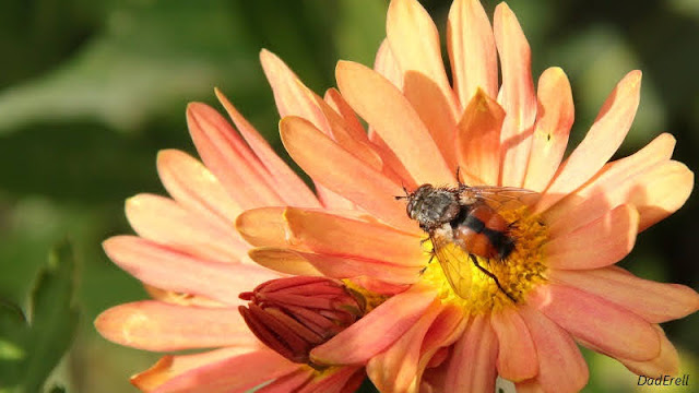 Une tachinaire sur une fleur de chrysanthème