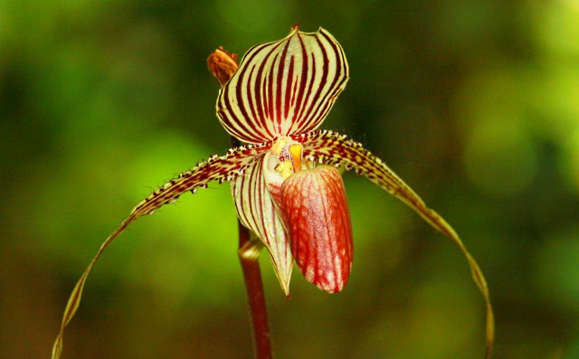 Flor de orquídea exótica