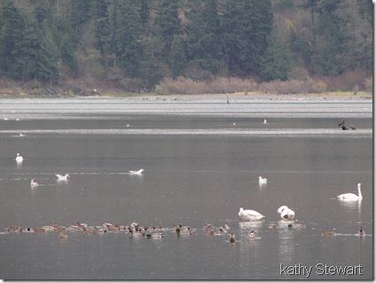Ducks and swans
