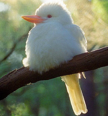 35 Ghosts of Nature - Albino Animals of the Wild