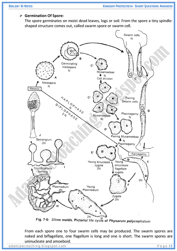 kingdom-protista-protoctista-short-question-answers-biology-11th