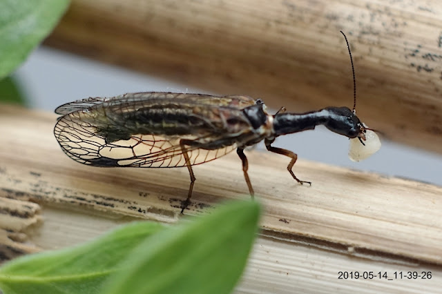 Wielbłądka; Raphidioptera