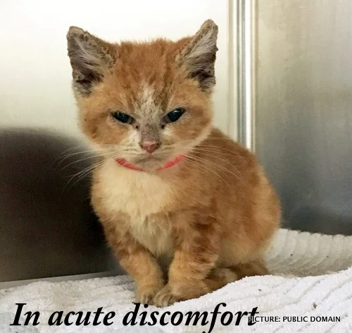 Tense and slitty eyes with downturned mouth clearly in acute discomfort due to intense itching from the head mange mites tunnelling into her skin.