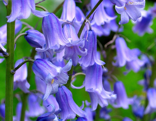 Bunga Blue Bells