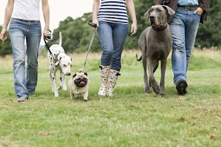 El entrenamiento de un perro puede hacerse con relativa facilidad, a pesar de lo que algunos creen