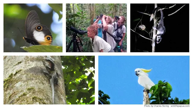 birding in Klabili village