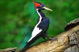 Ivory-Billed Woodpecker