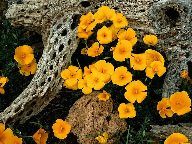 Amazing Flowers from India