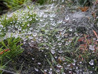 A photo of a cobweb spread across a bush with water droplets on the web.